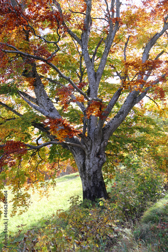 FAGGIO IN AUTUNNO