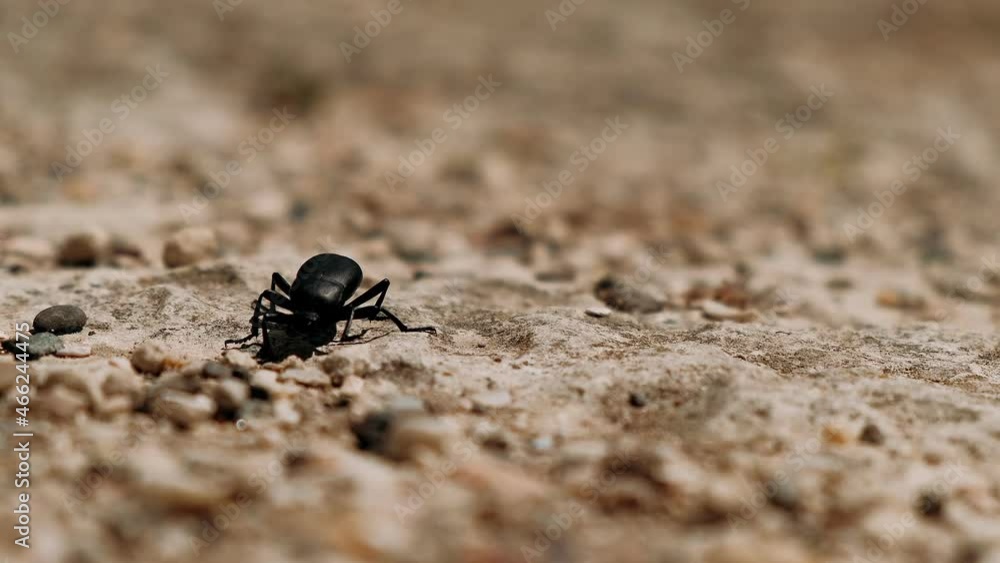 Close up of Large black beetle is crawling along the road. Concept: nature, fauna, environment, ecosystem, spring, biology, Insects. Close up of Large black beetle is crawling along the road. Concept: nature, fauna, environment, ecosystem, spring, biology, Insects.