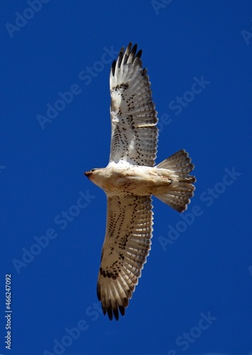 an immature ferruginous hawk in flight against a blue sky in rocky mountain arsenal wildlife refuge, in commerce  city, near denver, colorado