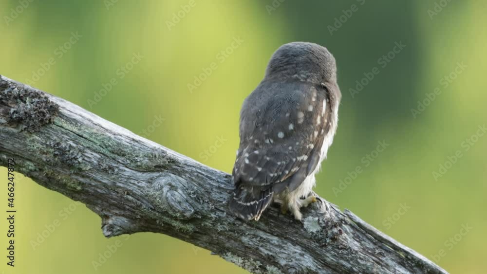 Small Eurasian pygmy owl, Glaucidium passerinum chick sitting on an old dead tree in Estonian boreal forest. Small Eurasian pygmy owl, Glaucidium passerinum chick sitting on an old dead tree in Estonian boreal forest.
