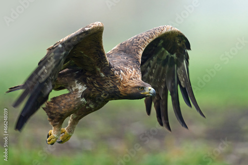 Golden eagle (Aquila chrysaetos) photo