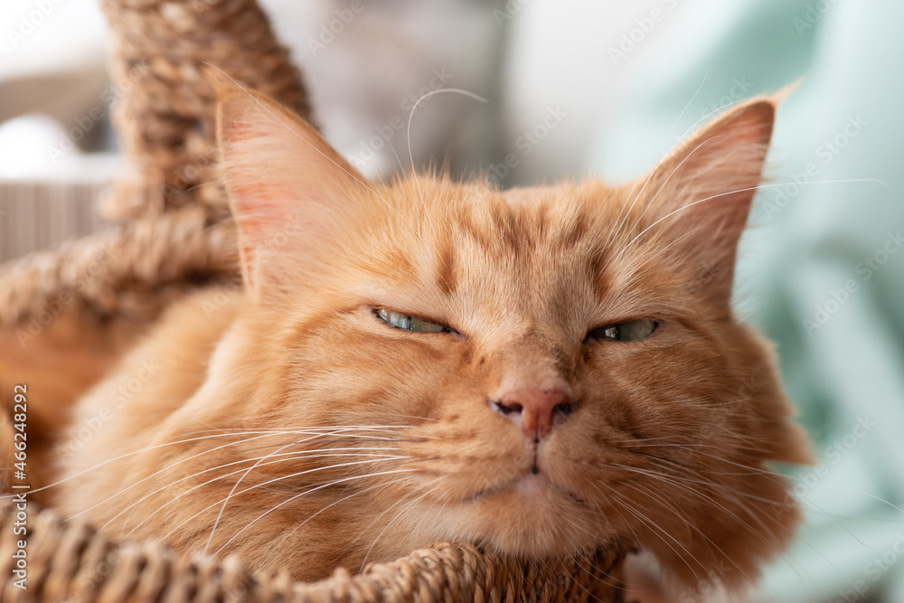 くつろぐ猫　茶トラ猫