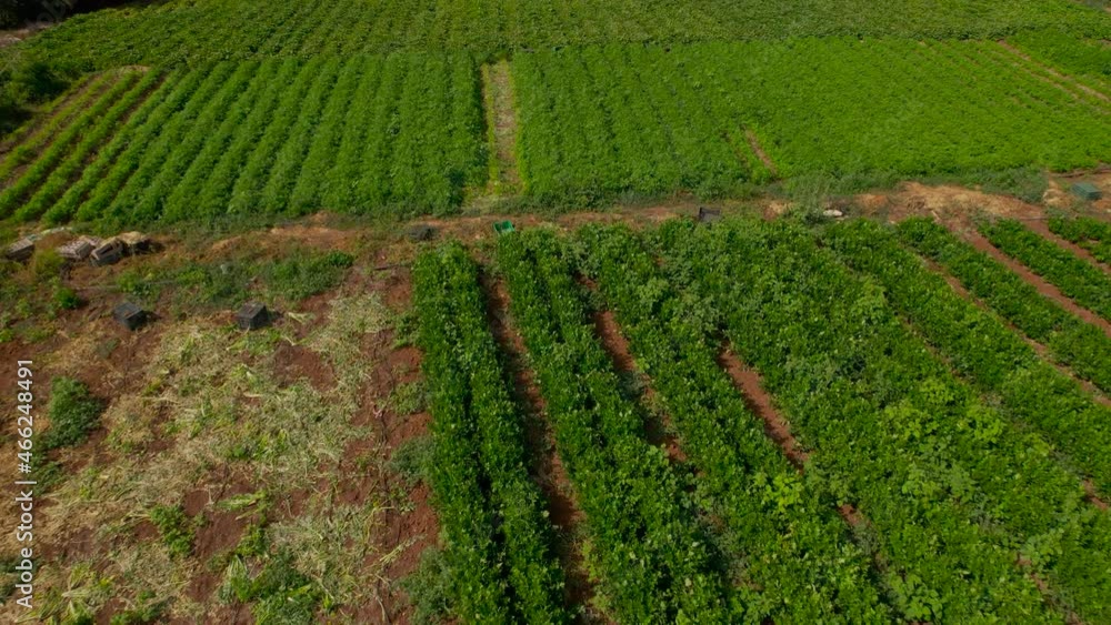 Aerial view of beautiful vegetable patch of Andalusia Spain in Cadiz
Aerial view of beautiful vegetable patch of Andalusia Spain in Cadiz