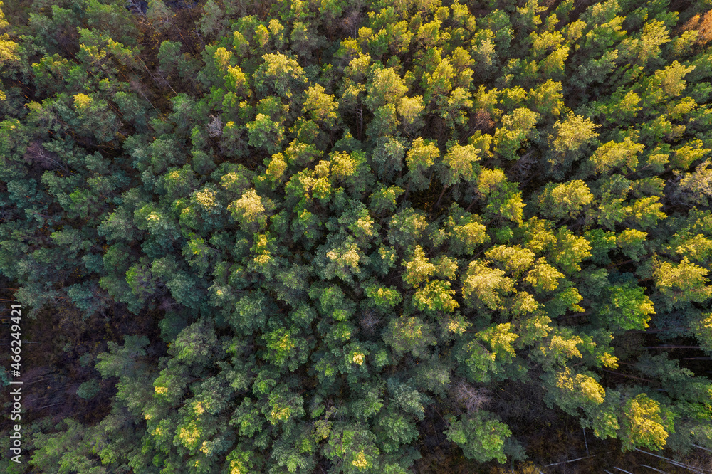 Directly above aerial drone full frame shot of green emerald pine forests and yellow foliage groves with beautiful texture of treetops. Beautiful fall season scenery. Mountains in autumn golden colors Directly above aerial drone full frame shot of green emerald pine forests and yellow foliage groves with beautiful texture of treetops. Beautiful fall season scenery. Mountains in autumn golden colors