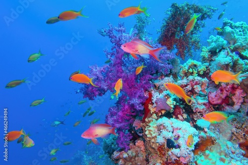 Beautiful tropical coral reef with purple soft coral Dendronephthya and red fish anthias.