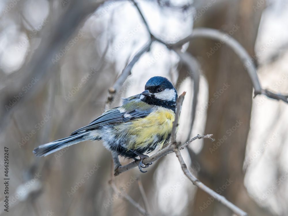 Fototapeta premium Cute bird Great tit, songbird sitting on a branch without leaves in the autumn or winter.