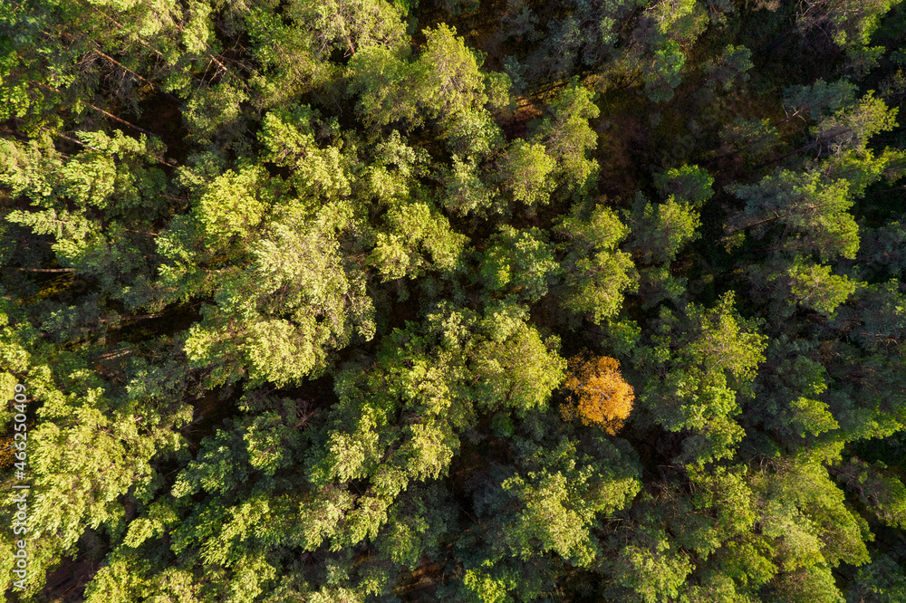 Directly above aerial drone full frame shot of green emerald pine forests and yellow foliage groves with beautiful texture of treetops. Beautiful fall season scenery. Mountains in autumn golden colors Directly above aerial drone full frame shot of green emerald pine forests and yellow foliage groves with beautiful texture of treetops. Beautiful fall season scenery. Mountains in autumn golden colors