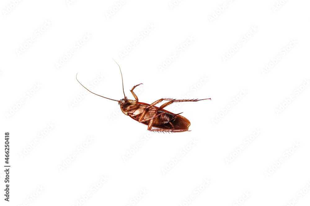 Close-up of a cockroach lying on its back, legs pointing up on a white background. Isolated. Close-up of a cockroach lying on its back, legs pointing up on a white background. Isolated.