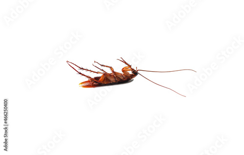 Close-up of a cockroach lying on its back, legs pointing up on a white background. Isolated. © TKstockup