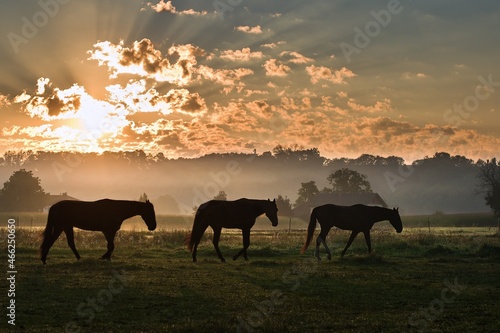 Horse silhouettes in the early morning © Manfred
