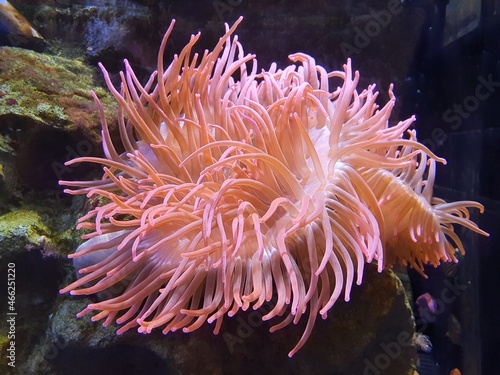 anemone coral photo