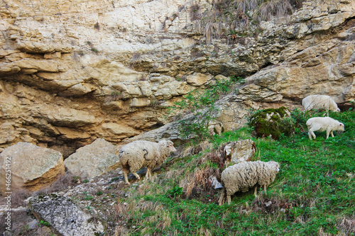 Sheep enjoy eatting in grazing on a green field. It's happy.