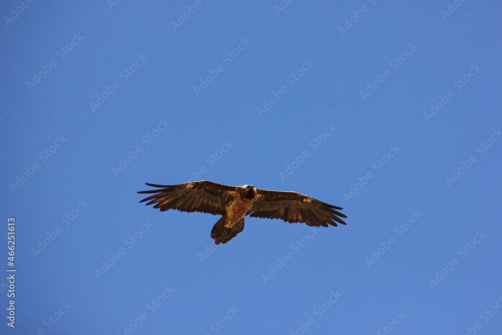 Silhouette of an eagle against the backdrop of a beautiful sunrise Silhouette of an eagle against the backdrop of a beautiful sunrise
