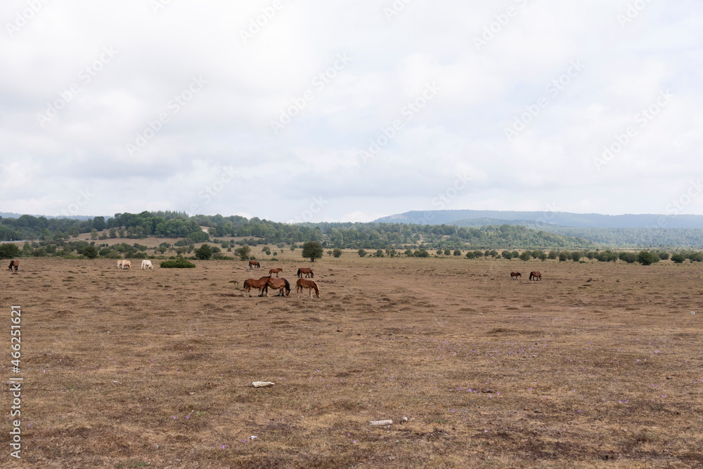 meadow with various wild horses