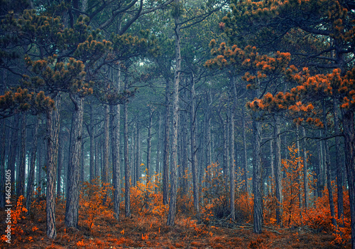 Fototapeta Naklejka Na Ścianę i Meble -  beautiful autumn forest in the mist