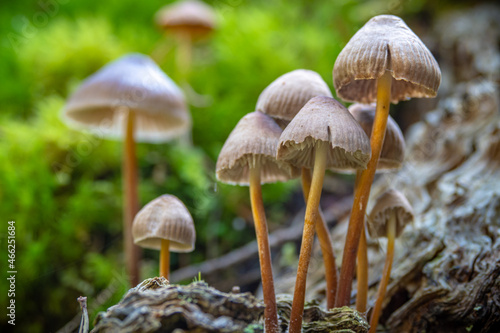 Liberty cap psychedelic mushrooms growing wild in the forest