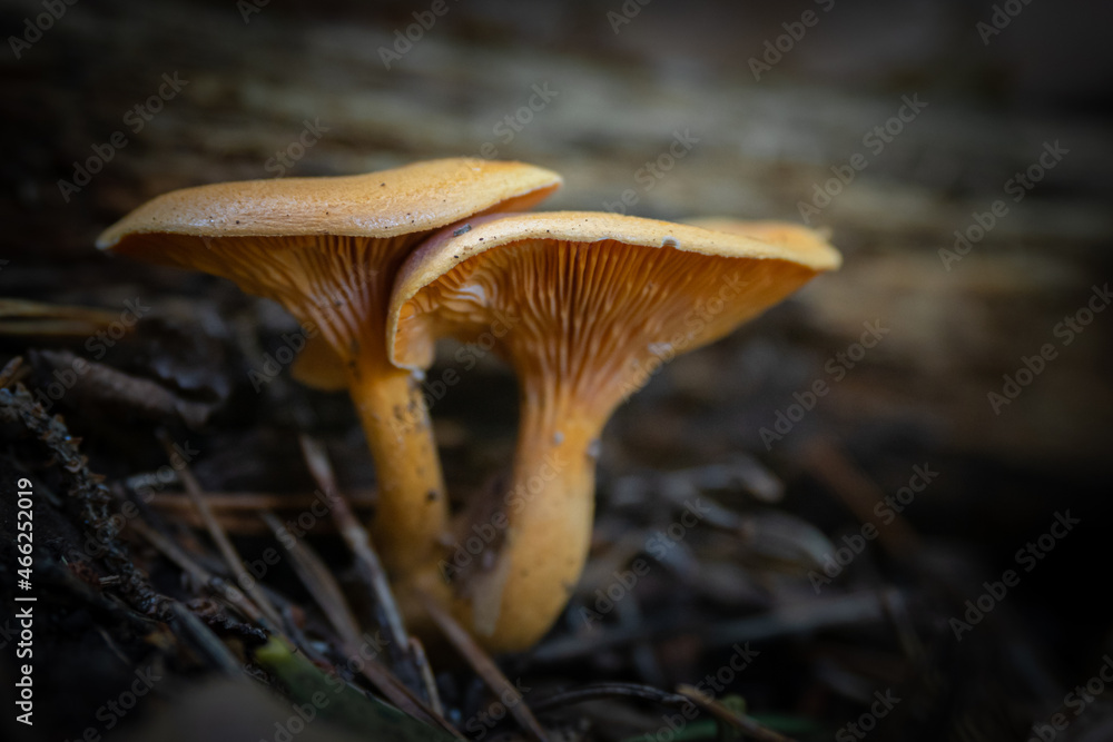 Wild mushroom growing in the Forest of southern Europe Wild mushroom growing in the Forest of southern Europe