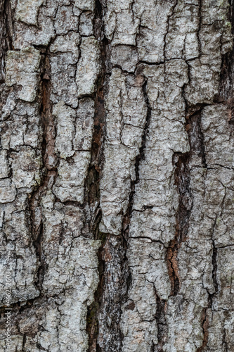 bark of a tree texture for background