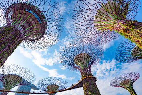 Supertree Grove at Gardens By the Bay  Marina Bay  Singapore