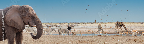 Wild African animals on the waterhole in Etosha National Park, Namibia. Panorama landscape of savannah with an elephant, giraffes, herds of zebras and antelopes - view of wildlife of Africa.
