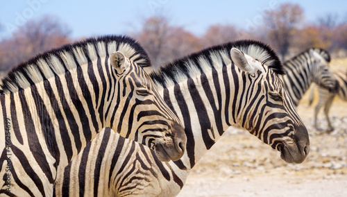 Plain zebras in the Etosha National Park, close-up. Portrait of two striped zebra in the African savanna of Namibia.