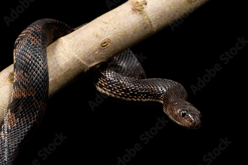Northern pine snake (Pituophis melanoleucus lodingi) on a black background photo