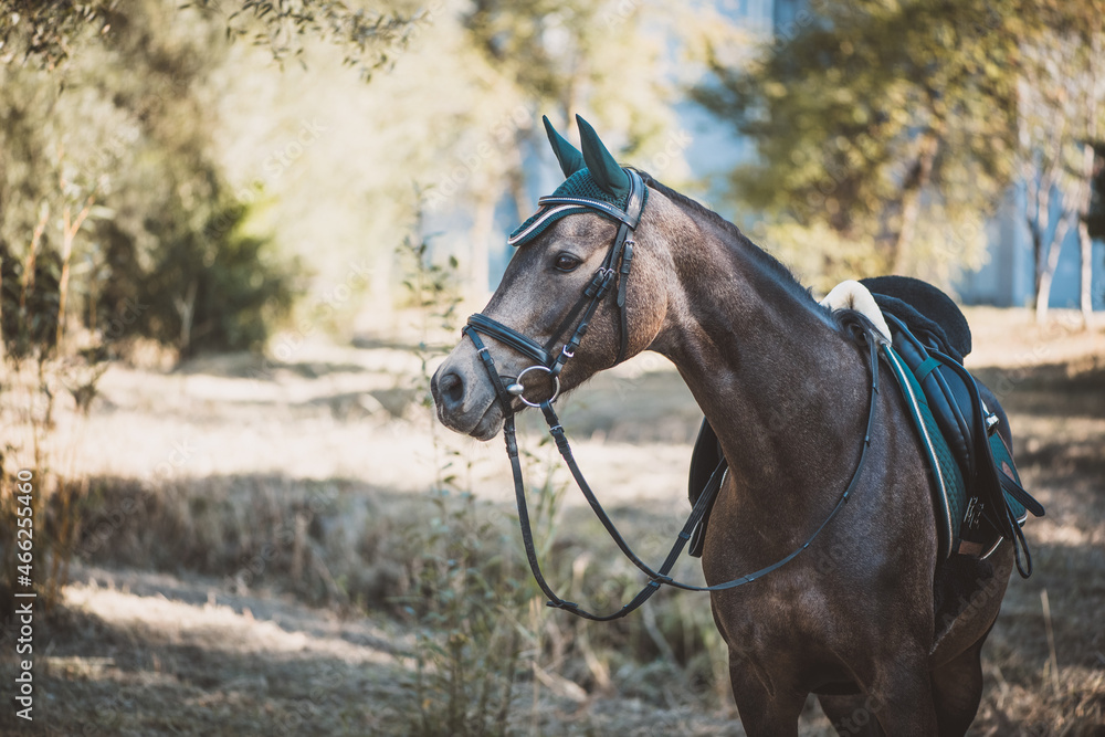 Obraz premium Reitpony