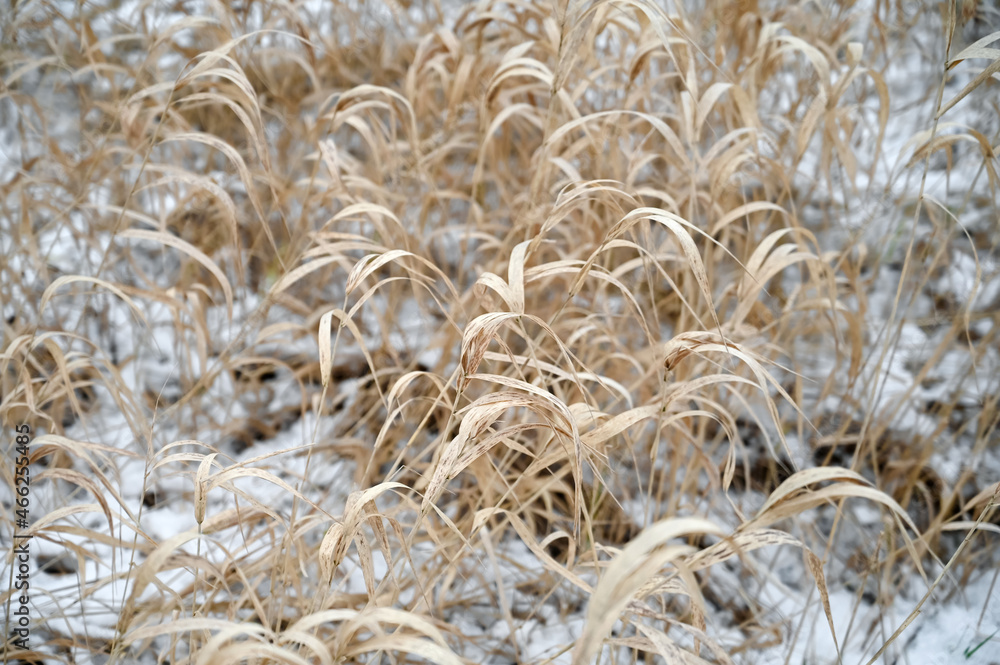 Autumn frosty view of dry grass on field. Yellow dry grass is covered with snow in close-up. First frosts in village meadow and first snow Autumn frosty view of dry grass on field. Yellow dry grass is covered with snow in close-up. First frosts in village meadow and first snow