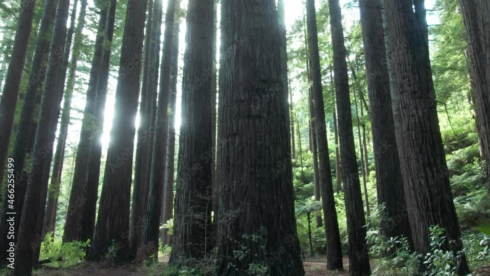 Aerial: Sun rays shining through Redwood Forest. Coromandel, New Zealand Aerial: Sun rays shining through Redwood Forest. Coromandel, New Zealand