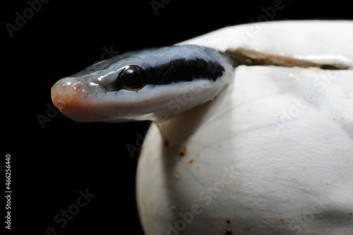 Taiwanese beauty snake (Elaphe taeniura friesei) birth  photo