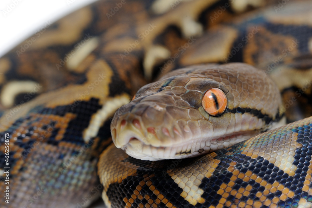 Reticulated python (Python reticulatus) on a white background Reticulated python (Python reticulatus) on a white background