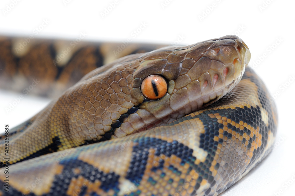 Reticulated python (Python reticulatus) on a white background Reticulated python (Python reticulatus) on a white background