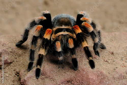 Meksykańska tarantula redknee (Brachypelma smithi)