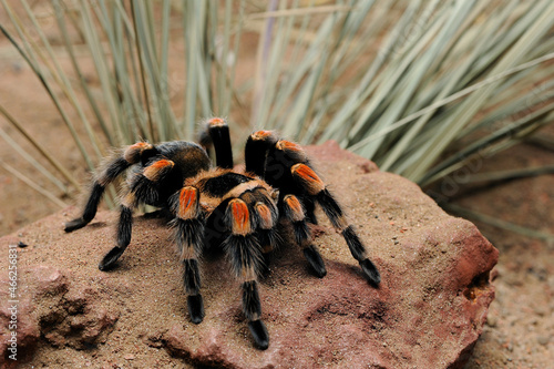 Mexican redknee tarantula (Brachypelma smithi)