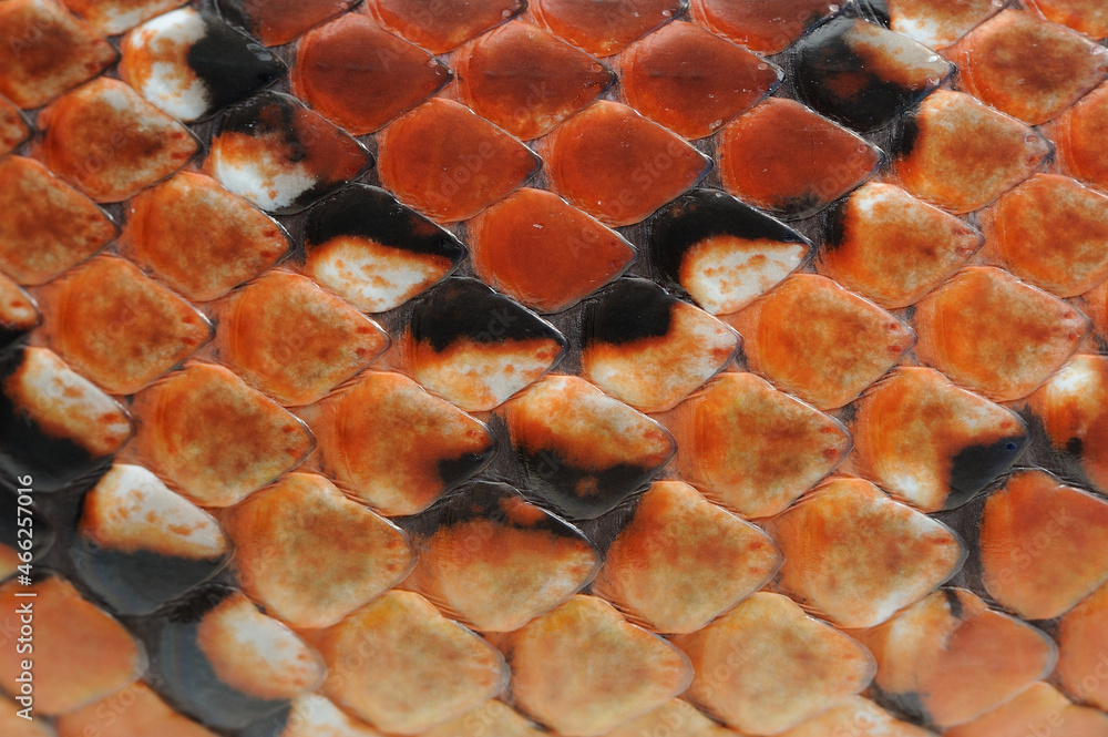 Scales of corn snake (Pantherophis guttatus) Scales of corn snake (Pantherophis guttatus)