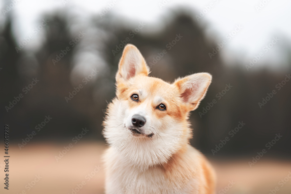 portrait of a corgie dog portrait of a corgie dog