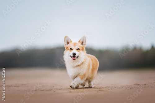 portrait of a corgie dog