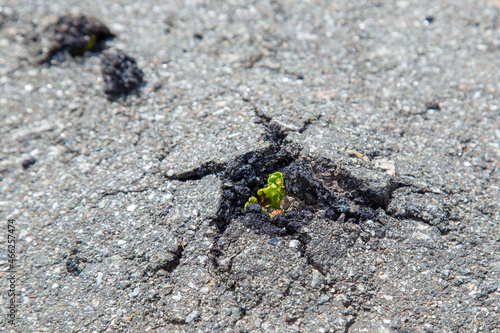 A small green tree broke the gray asphalt and grew out of it, view from the top