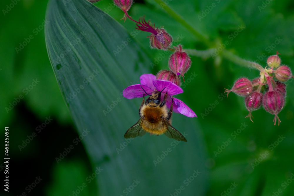 beautiful bright flowers grow in the garden beautiful bright flowers grow in the garden