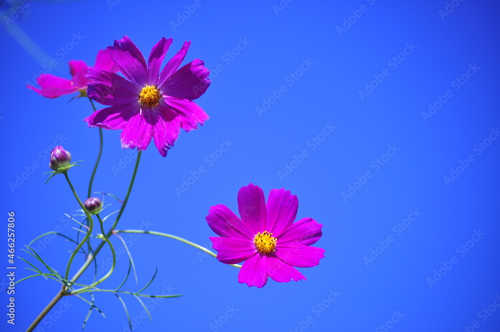 Fototapeta premium flowers on blue background