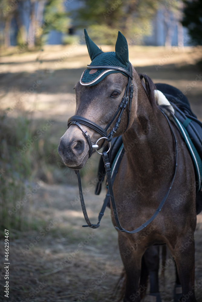 Obraz premium Pferd / Pony