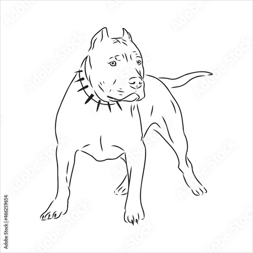 Vector sketch drawing pitbull barking pit bull terrier dog vector