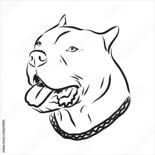 Vector sketch drawing pitbull barking pit bull terrier dog vector
