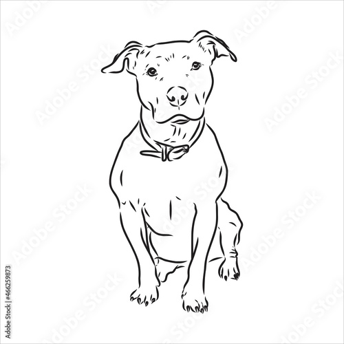 Fototapete Vector sketch drawing pitbull barking pit bull terrier dog vector
