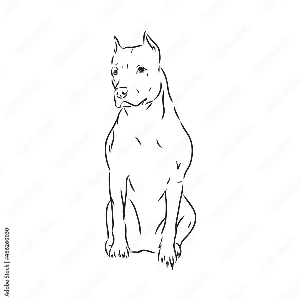 Vector sketch drawing pitbull barking pit bull terrier dog vector Vector sketch drawing pitbull barking pit bull terrier dog vector