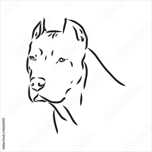 Vector sketch drawing pitbull barking pit bull terrier dog vector