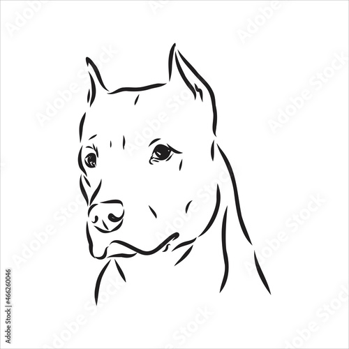 Vector sketch drawing pitbull barking pit bull terrier dog vector
