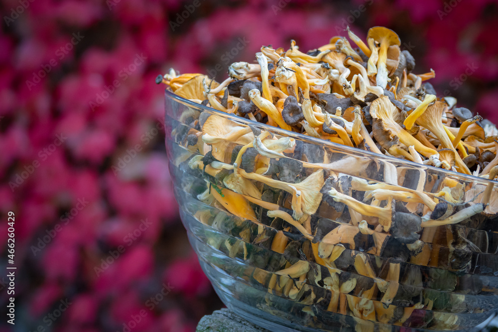 Glass bowl full of wild chanterelles grises mushrooms with red ive background during the autumn in south France