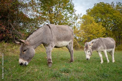 Pair of donkeys grazing in green pasture during the fall