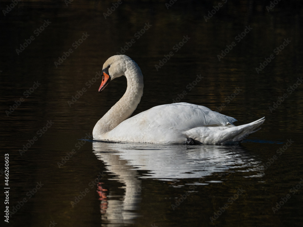 Fototapeta premium Schwan